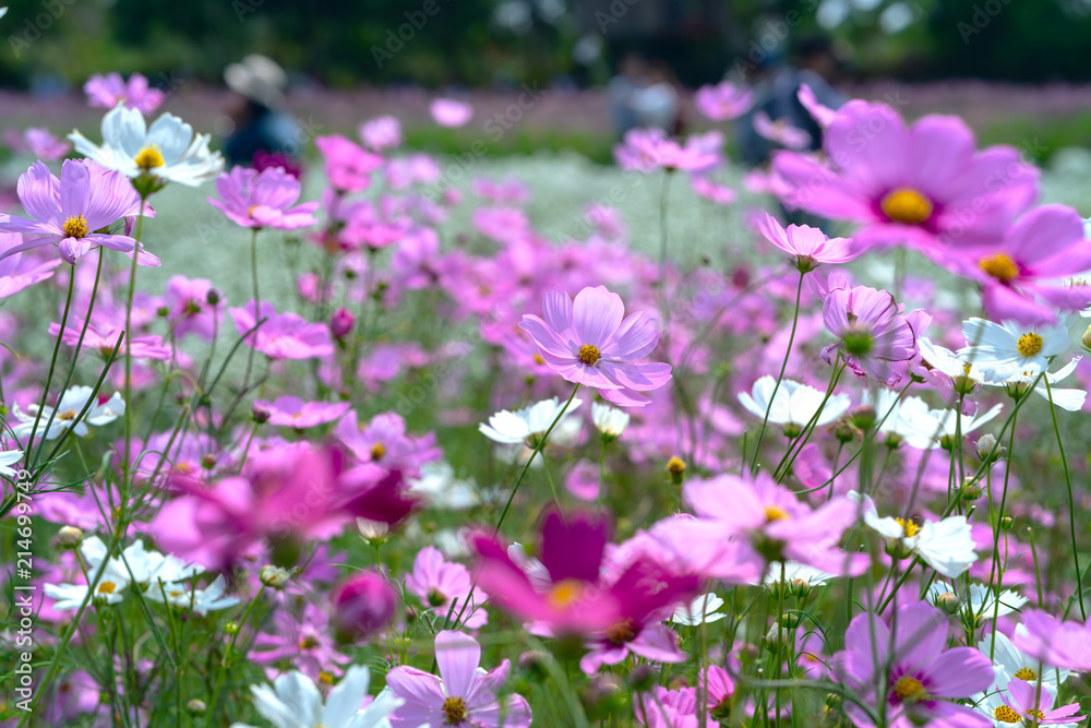 Cosmos bipinnatus flowers shine in the flower garden with colorful shimmering bonsai and beautiful. This flower is like stars sparkling in the sky Cosmos bipinnatus flowers shine in the flower garden with colorful shimmering bonsai and beautiful. This flower is like stars sparkling in the sky