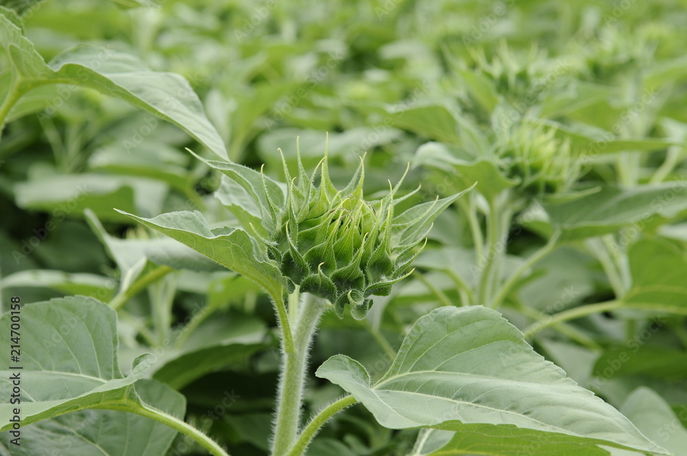 ひまわりの蕾 花畑 ひまわりの蕾 花畑