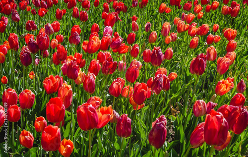 Fototapeta Naklejka Na Ścianę i Meble -  Red Tulips