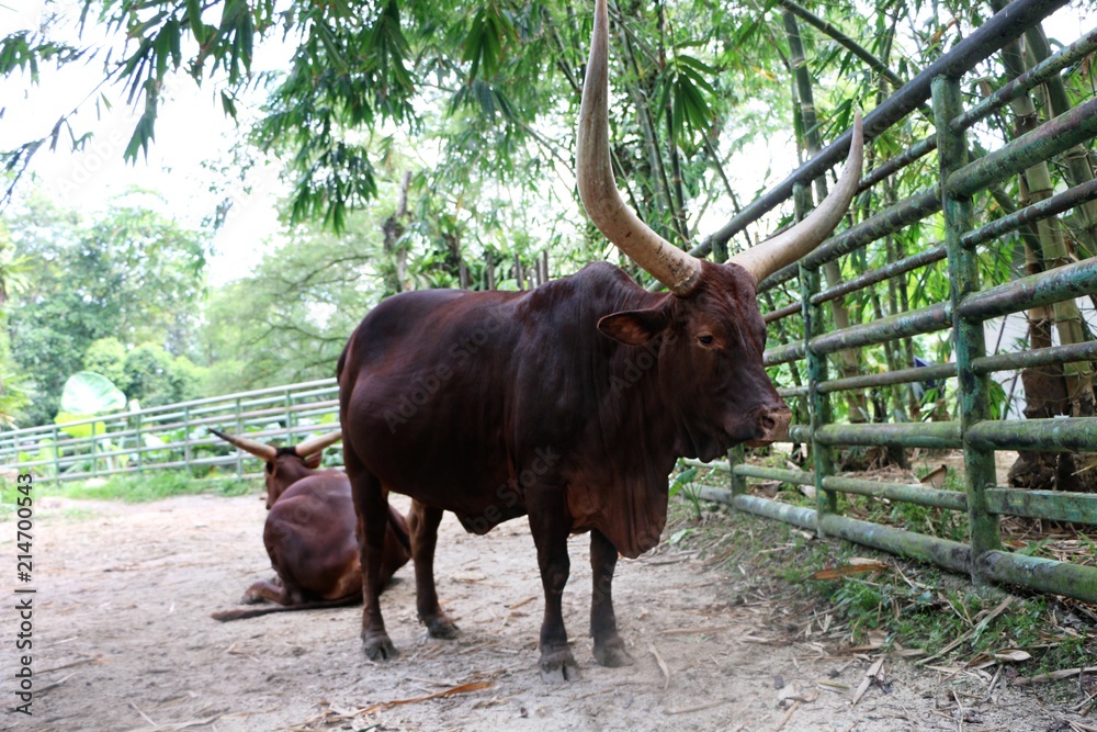 Ankoli Cattle (Bos Taurus) with long horn. Ankoli Cattle (Bos Taurus) with long horn.