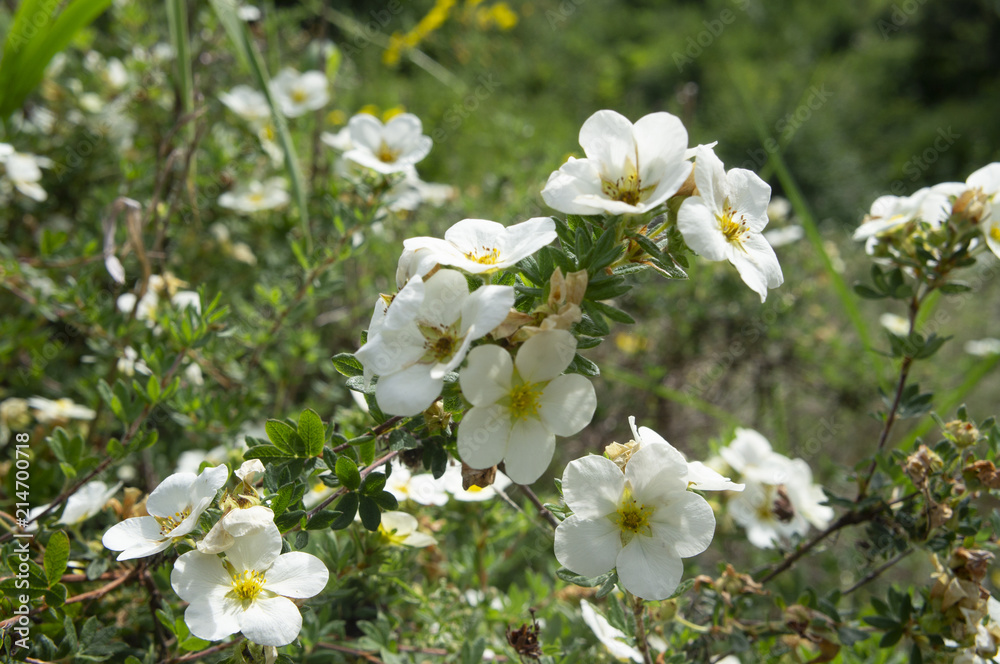 Obraz premium Large White 5 Petaled Flowers