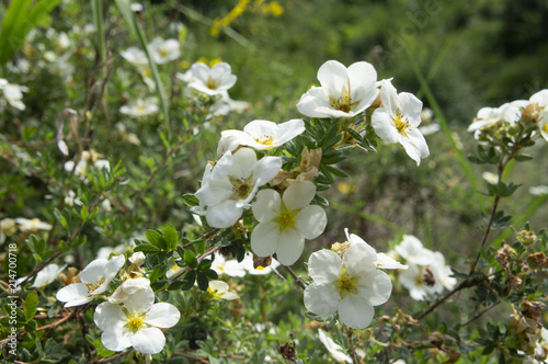 Large White 5 Petaled Flowers