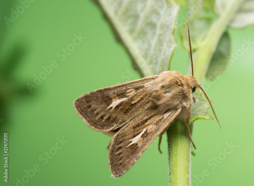 Fotografia Antler moth, Cerapteryx graminis on plant