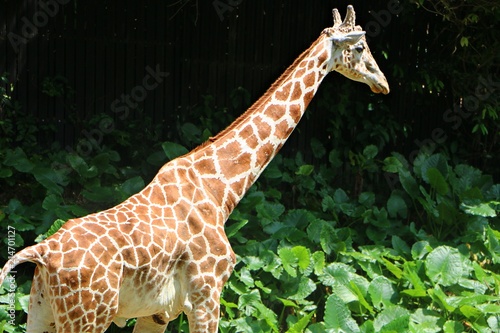 The giraffe (Giraffa) is a genus of African even-toed ungulate mammals, the tallest living terrestrial animals and the largest ruminants.