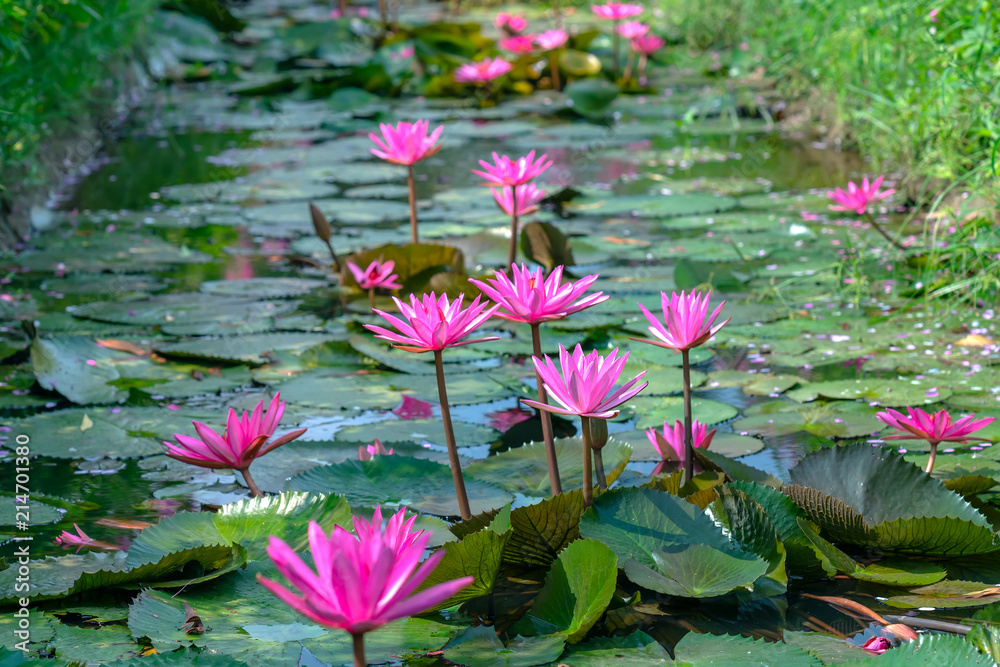 Water lily blooming season with beautiful purple flowers, below large green leaves covers pond early sunshine Water lily blooming season with beautiful purple flowers, below large green leaves covers pond early sunshine