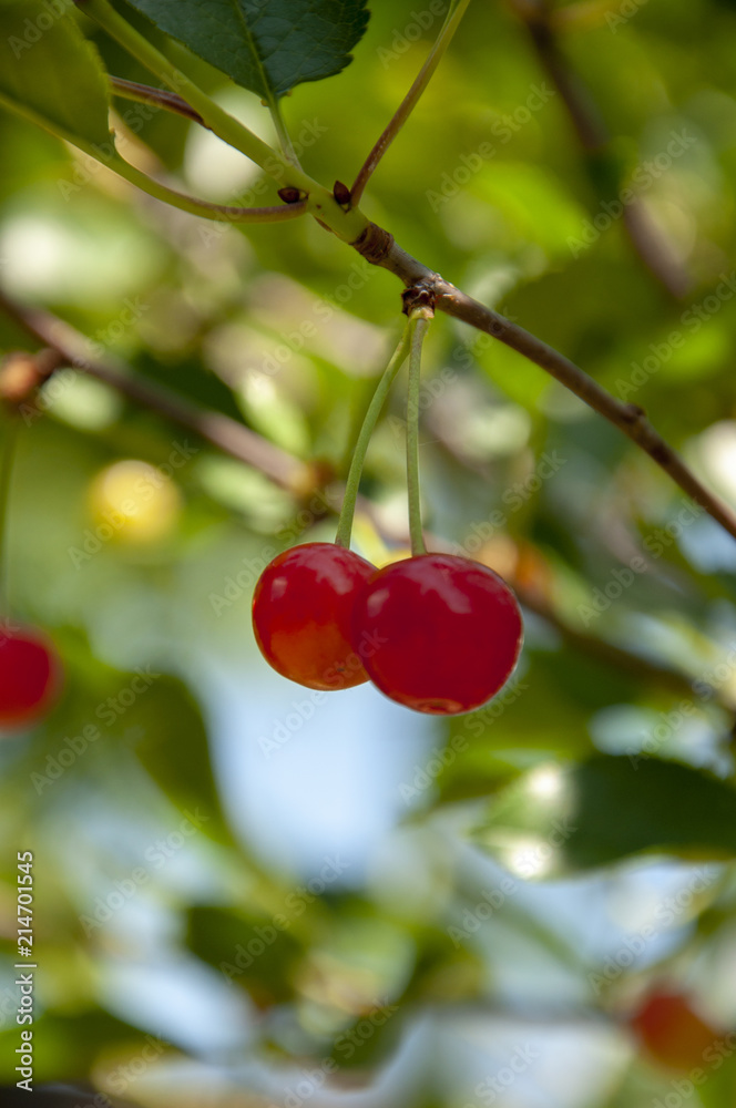 Cherry Tree, with two Cherries on the Branch Cherry Tree, with two Cherries on the Branch