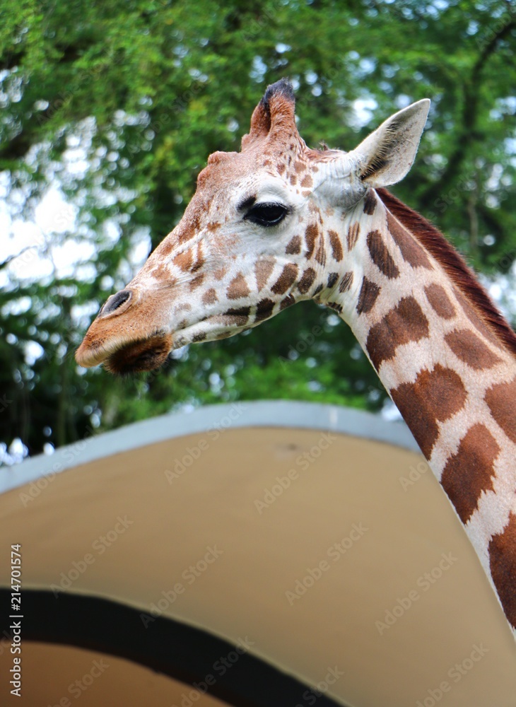 Fototapeta premium Giraffe (Giraffa) head and face in close