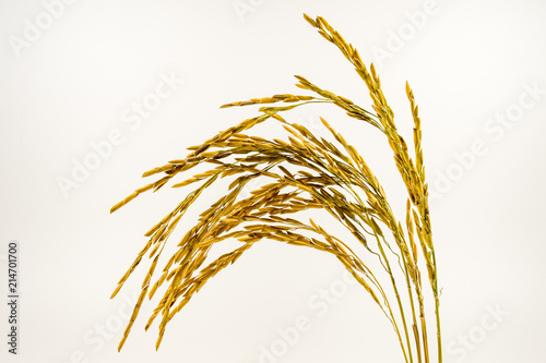 Paddy rice isolated on white background. Paddy seeds on the splat