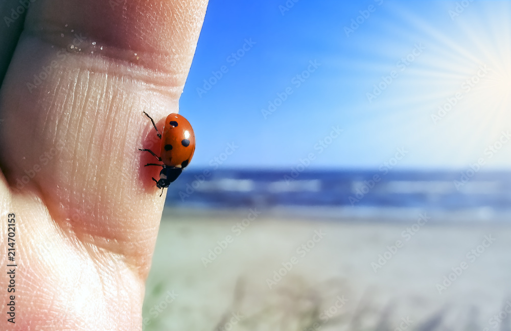 Red seven-spotted ladybug with black and white spots on a palm at sunny ...