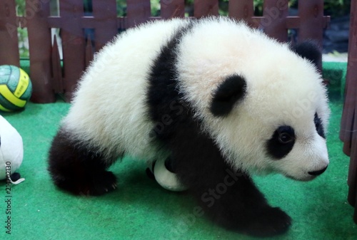 Fototapeta Naklejka Na Ścianę i Meble -  The giant panda (Ailuropoda melanoleuca), also known as panda bear or panda.