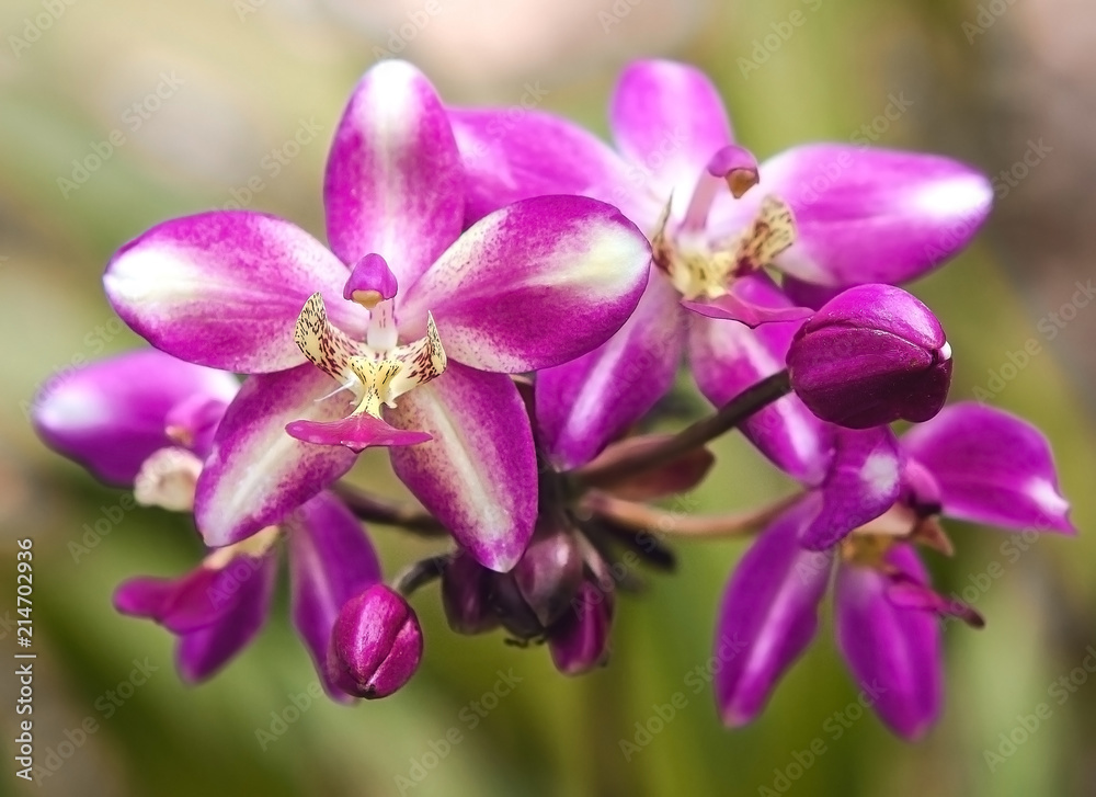 Pink Orchid Pink Orchid