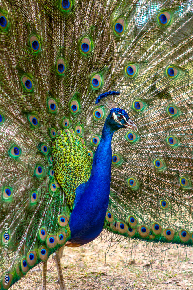 Naklejka premium Peacock