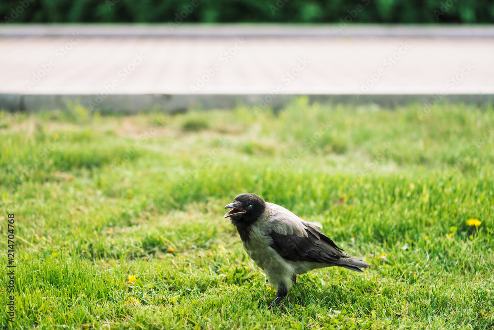 Black crow walks on green lawn on background of pavement with copy space. Raven on grass. Wild bird on meadow. Predatory animal of city fauna. Plumage of bird is close up. Black crow walks on green lawn on background of pavement with copy space. Raven on grass. Wild bird on meadow. Predatory animal of city fauna. Plumage of bird is close up.