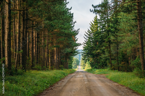 A dirt road and pine trees in Dolly Sods Wilderness, Monongahela National Forest, West Virginia. photo