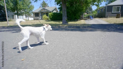 Peanut, a cute and scrappy dog, smiles as he jaywalks across a sunny street, heads down a sidewalk, then pees on a rock under a tree. photo