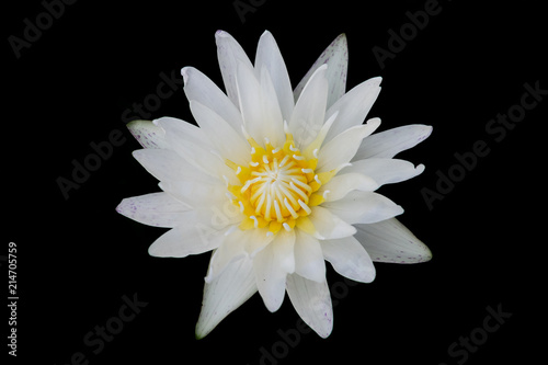 Top view of lotus flower