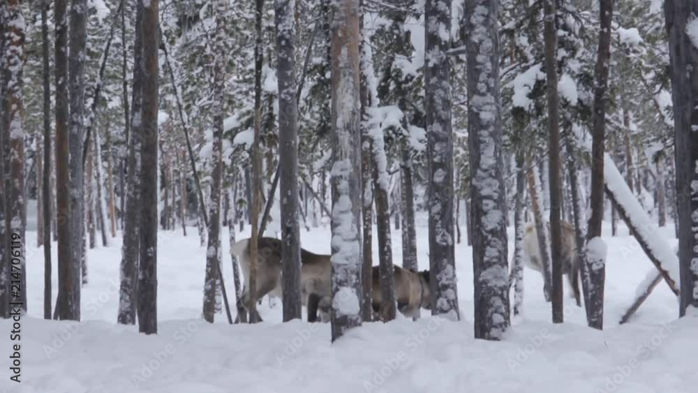Cute Reindeer On Farm In Snowy Environment. Reindeer In North Of Sweden On Sami Reservation. Cute Reindeer On Farm In Snowy Environment. Reindeer In North Of Sweden On Sami Reservation.