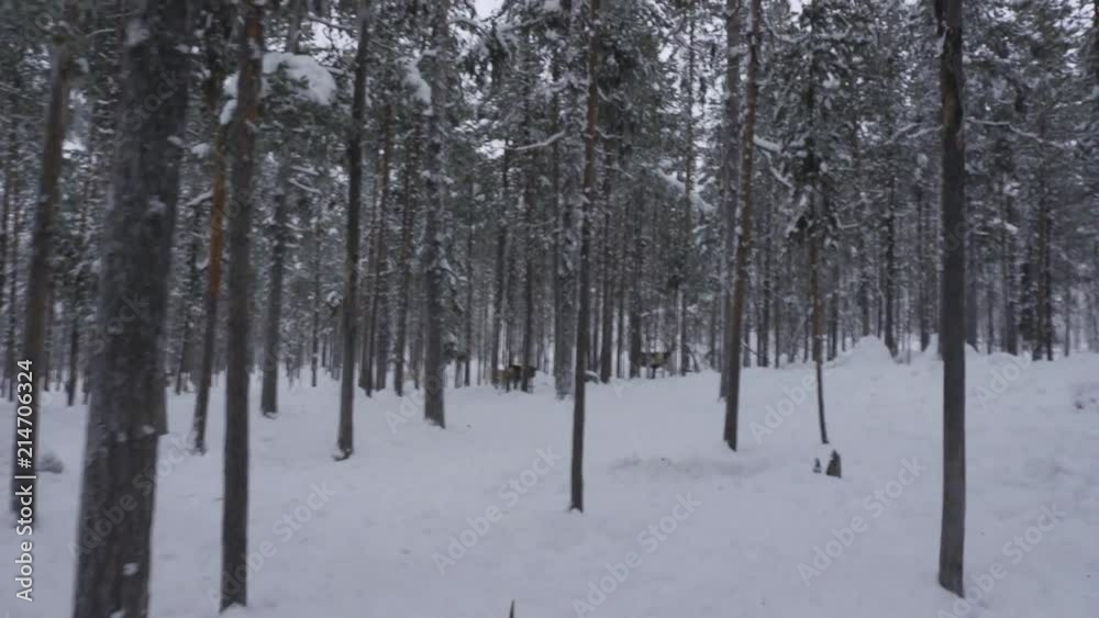 Cute Reindeer On Farm In Snowy Environment. Reindeer In North Of Sweden On Sami Reservation. Cute Reindeer On Farm In Snowy Environment. Reindeer In North Of Sweden On Sami Reservation.