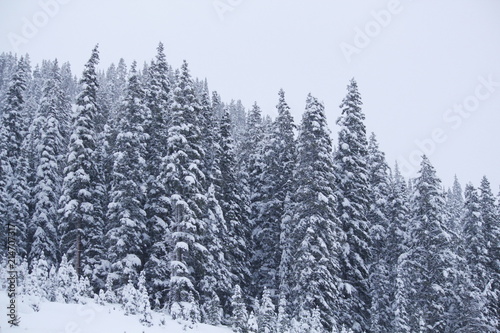 Colorado Snow 6