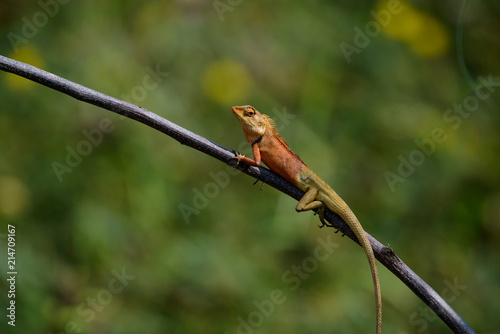 oriental garden lizard or eastern garden lizard in Thailand © joesayhello