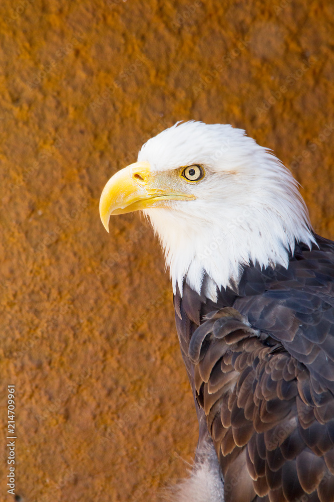 Obraz premium Closeup of American Bald Eagle bird outdoor