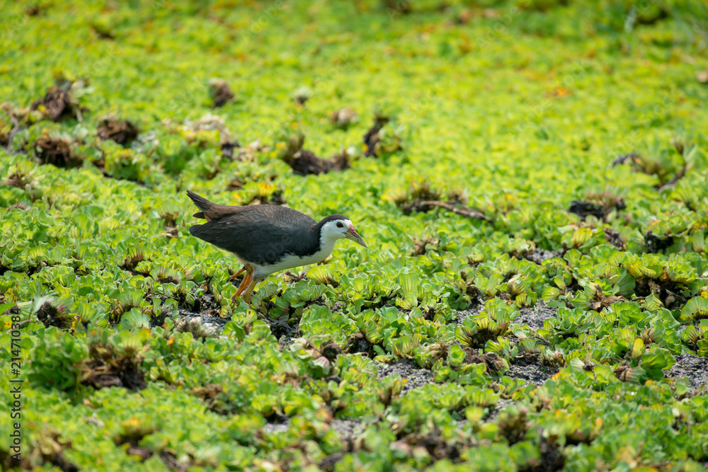 white-breasted waterhen is a waterbird of the rail and crake family. They are dark slaty birds with a clean white face, breast and belly. white-breasted waterhen is a waterbird of the rail and crake family. They are dark slaty birds with a clean white face, breast and belly.