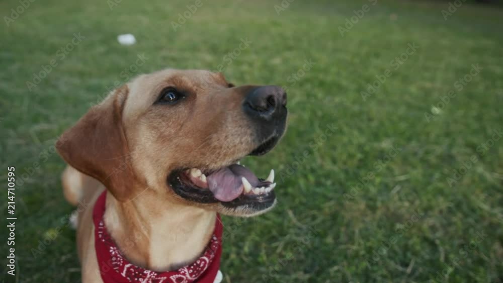 Portrait happy dog gold labrador looking at camera in park sunset young pretty play animal nature cute pet puppy beautiful friendly friendship sunshine sunset attractive blonde friends Portrait happy dog gold labrador looking at camera in park sunset young pretty play animal nature cute pet puppy beautiful friendly friendship sunshine sunset attractive blonde friends