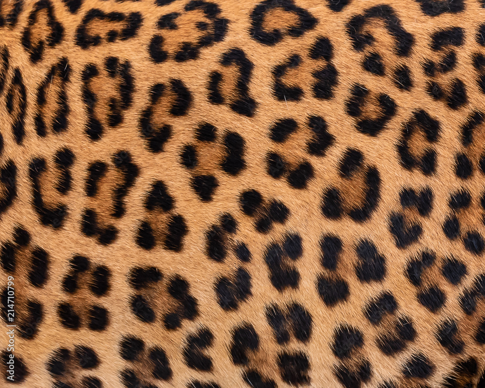 Detail skin of leopard. Detail skin of leopard.