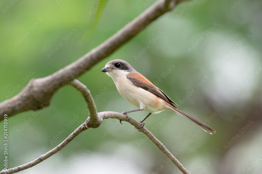 Obraz premium Burmese Shrike or Chestnut-backed Shrike is a species of bird in the family Laniidae. It is found in Bangladesh, Cambodia, China, India, Laos, Myanmar, Thailand, and Vietnam.