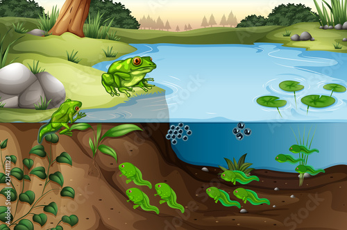 Scene of frogs in a pond