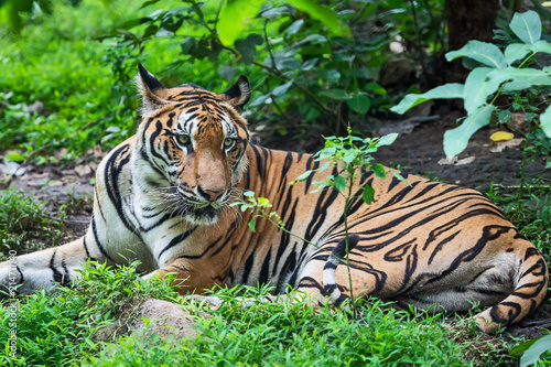 Portrait of tiger.