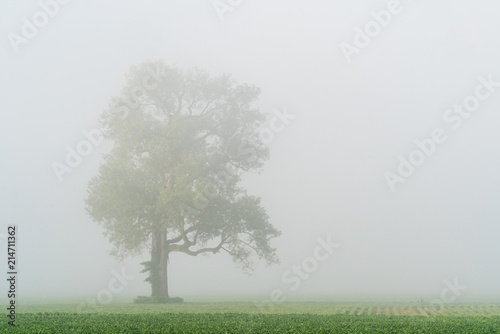 Tree on a Misty Morn photo