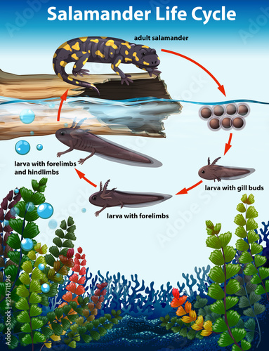 Salamander life cycle concept