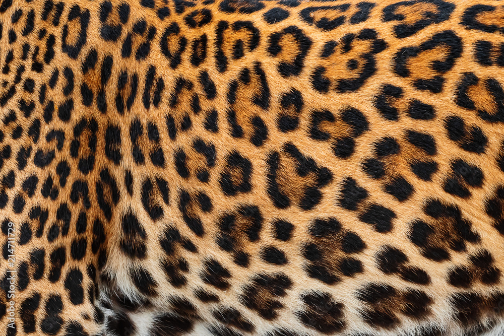 Detail skin of leopard. Detail skin of leopard.