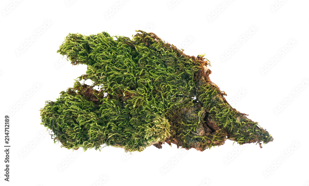 Green moss at forest isolated on white background Green moss at forest isolated on white background