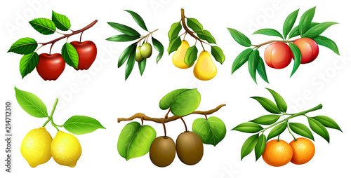 A set of fruit branch
