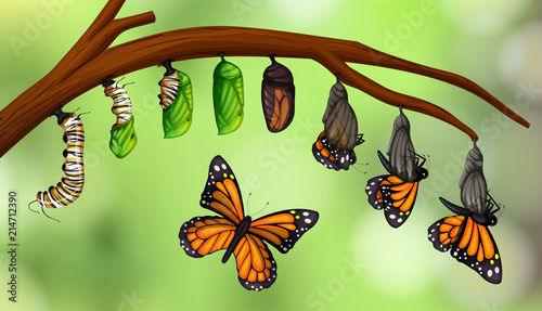 Leinwand Poster Science butterfly life cycle
