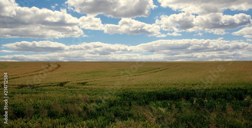 Pole pszenicy, zboża na chleb