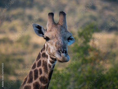 Giraffe in Hluhluwe–Imfolozi Park, South Africa photo