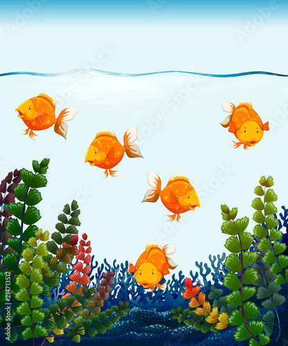 Close up goldfish in tank