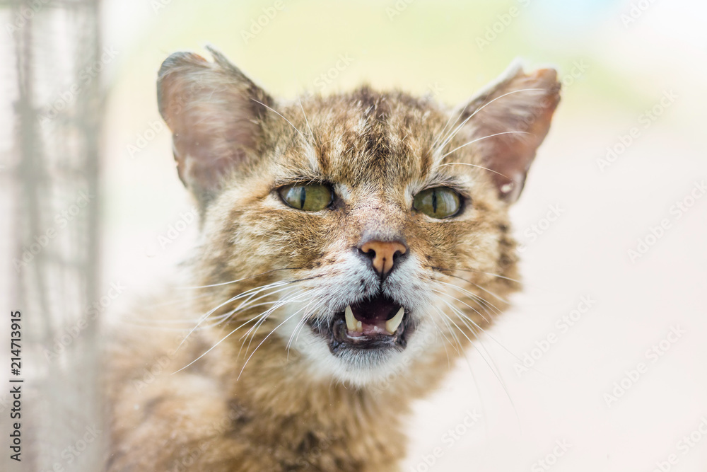 Portrait of an old irritated cat on a light background_