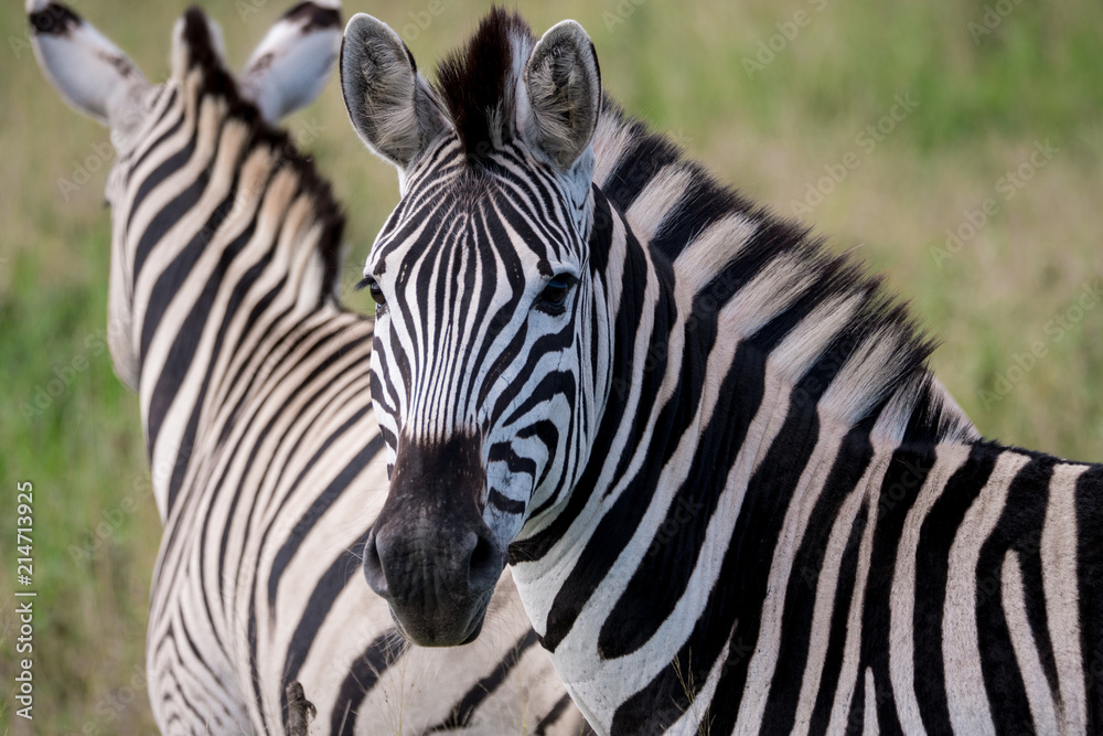 Zebra in Hluhluwe–Imfolozi Park, South Africa Zebra in Hluhluwe–Imfolozi Park, South Africa