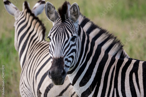 Zebra in Hluhluwe   Imfolozi Park  South Africa