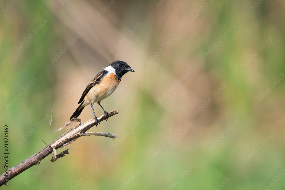 Siberian stonechat or Asian stonechat is a recently validated species of the Old World flycatcher family. It breeds in temperate Asia and easternmost Europe and winters in the Old World tropics. Siberian stonechat or Asian stonechat is a recently validated species of the Old World flycatcher family. It breeds in temperate Asia and easternmost Europe and winters in the Old World tropics.