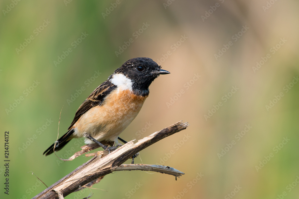 Fototapeta premium Siberian stonechat or Asian stonechat is a recently validated species of the Old World flycatcher family. It breeds in temperate Asia and easternmost Europe and winters in the Old World tropics.
