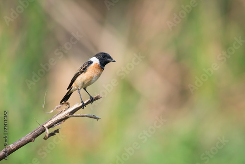 Siberian stonechat or Asian stonechat is a recently validated species of the Old World flycatcher family. It breeds in temperate Asia and easternmost Europe and winters in the Old World tropics.