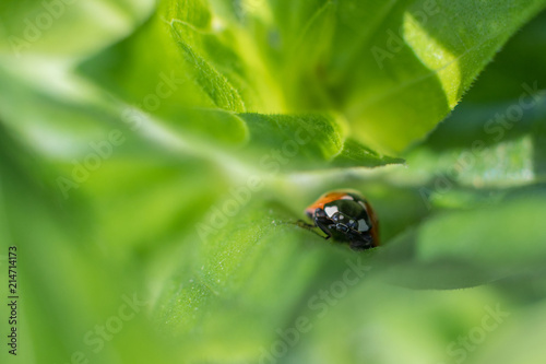 ladybug in green grass
