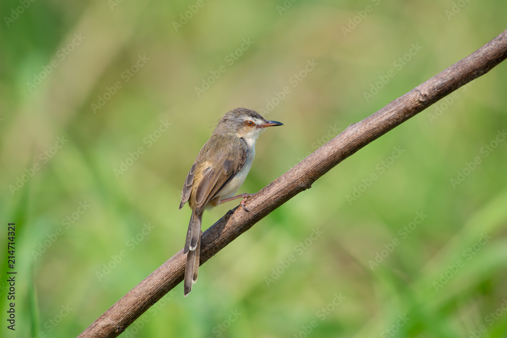 Plain Prinia or White-browed Prinia with blur green background Plain Prinia or White-browed Prinia with blur green background