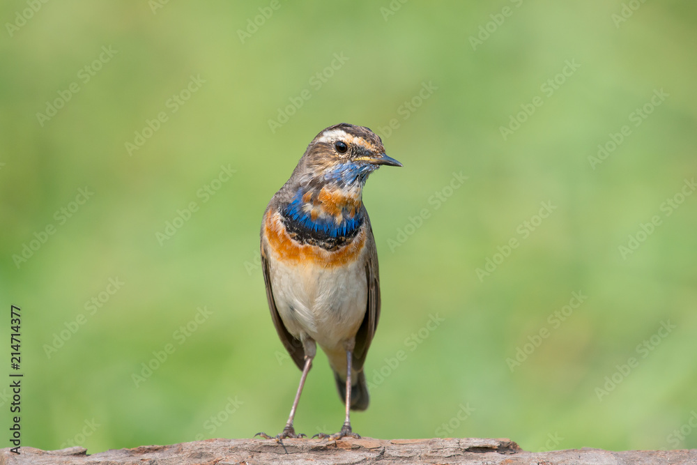 Male Bluethroats from Alaska, Bluethroat is one of the handful of birds that breed in North America and winter in Asia. Male Bluethroats from Alaska, Bluethroat is one of the handful of birds that breed in North America and winter in Asia.