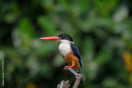 Black-Capped Kingfisher, usually seen on coastal waters and especially in mangroves, it is easily disturbed, but perches conspicuously and dives to catch fish but also feeds on large insects.